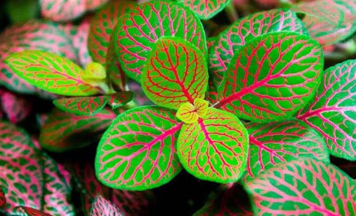 نبات فيتونيا (نبات العصب الفضي)