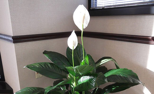 زنبق السلام